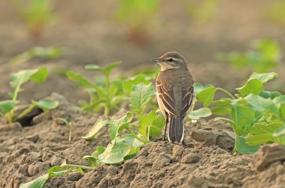 gulerle - ML644577863