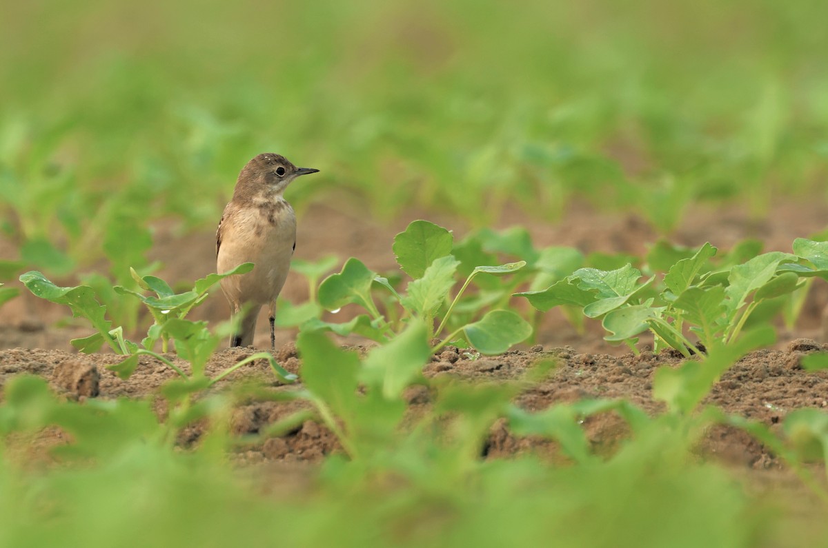 gulerle - ML644577864