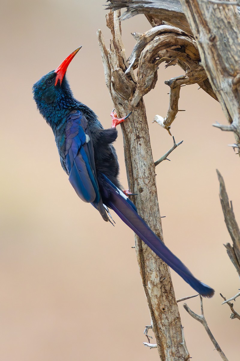 grønnkakelar - ML644577865