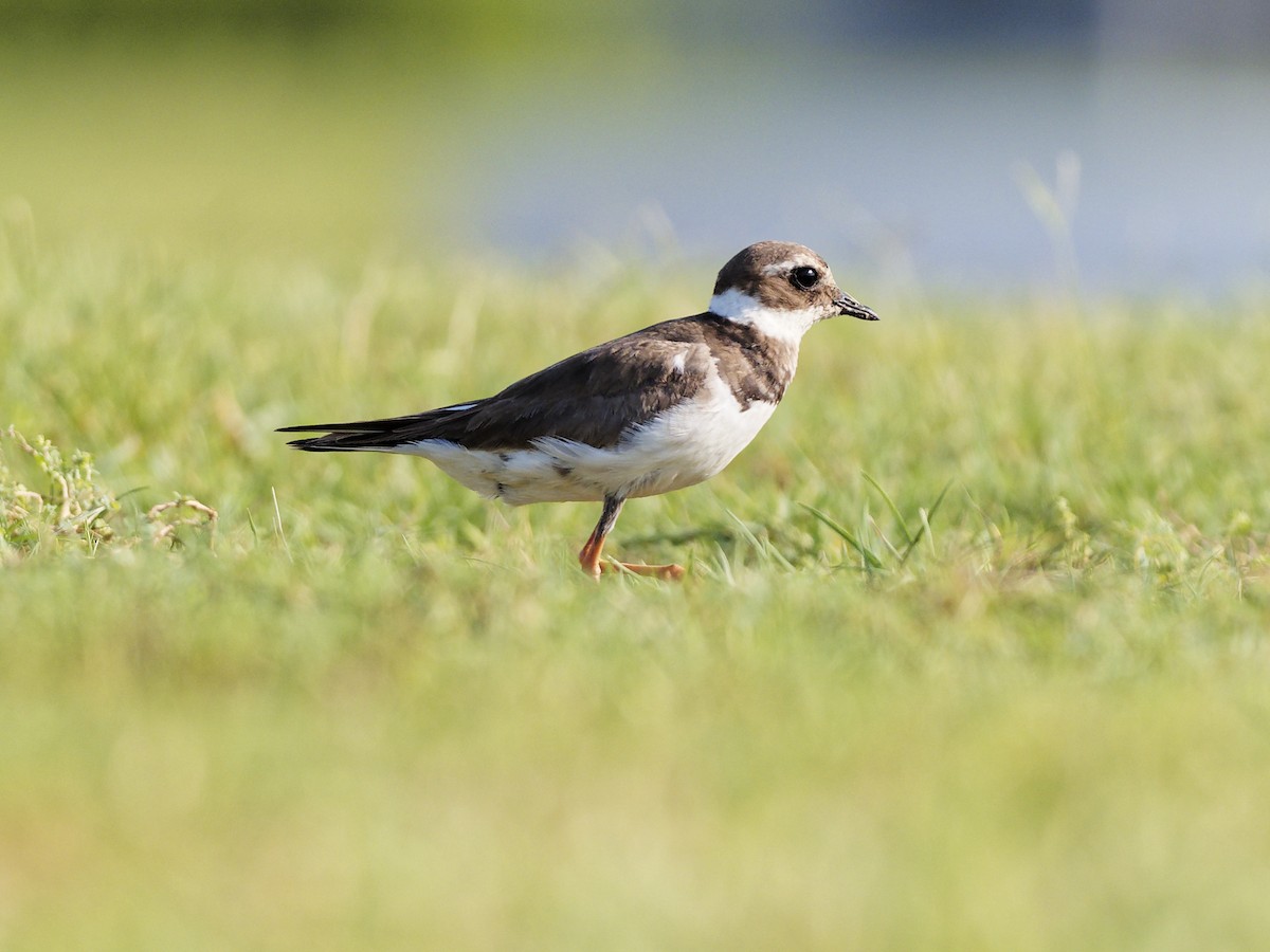 sandlo - ML644577866