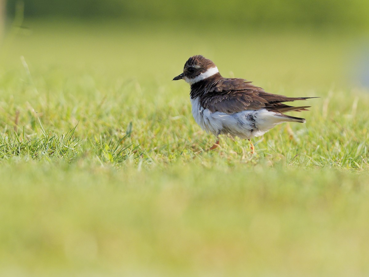 sandlo - ML644577867