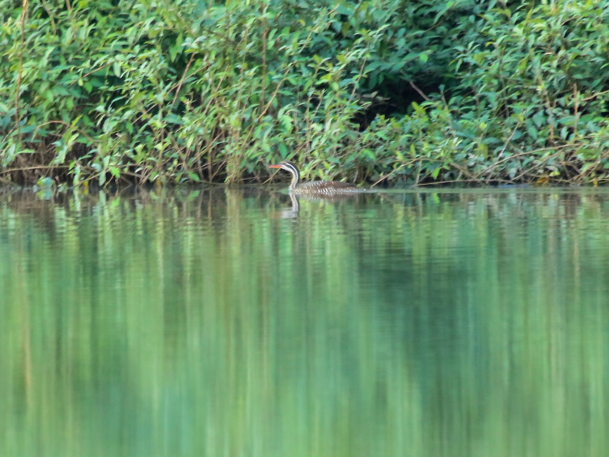 flekksvømmerikse - ML644577868