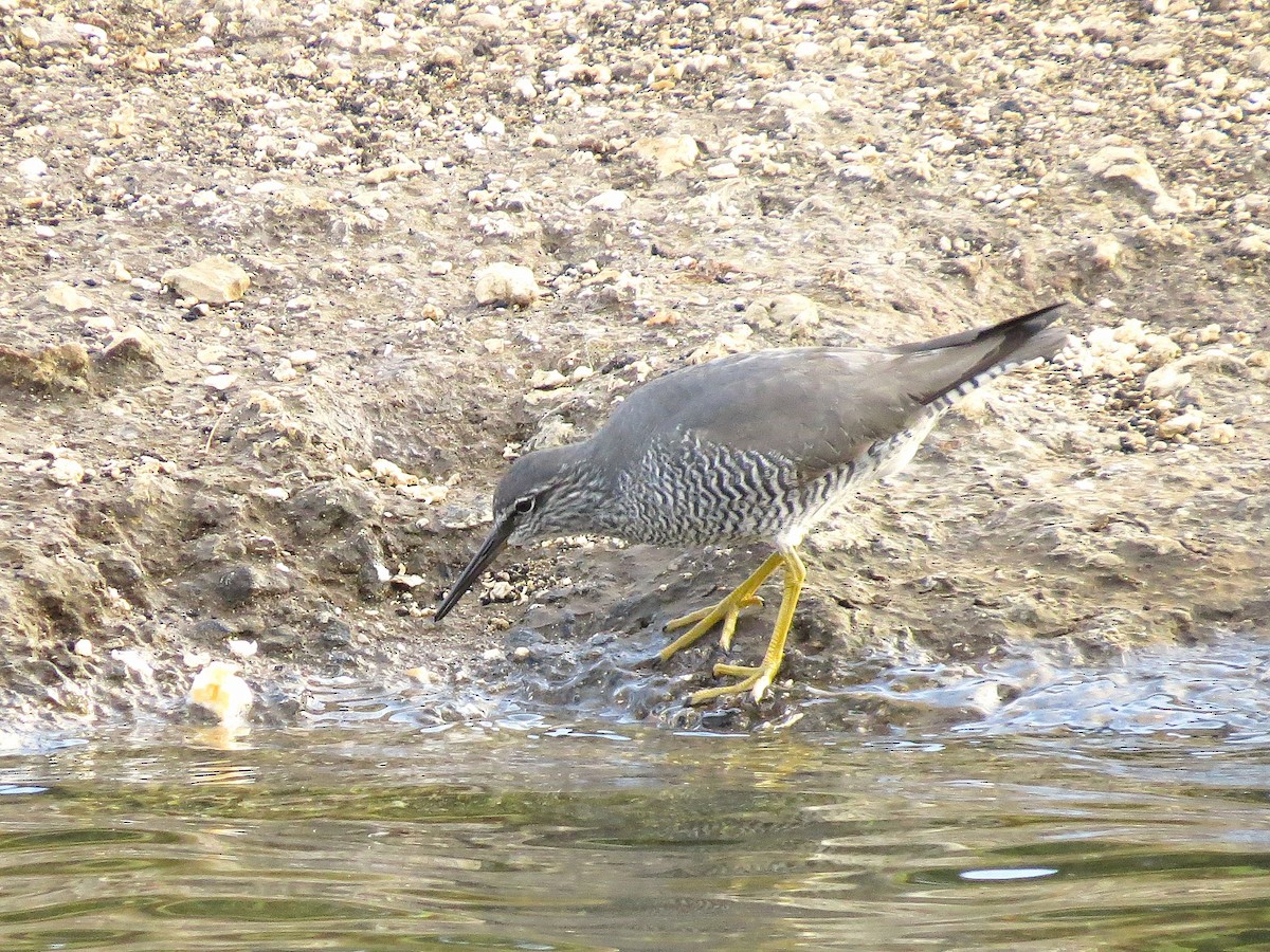 alaskavandresnipe - ML644577869