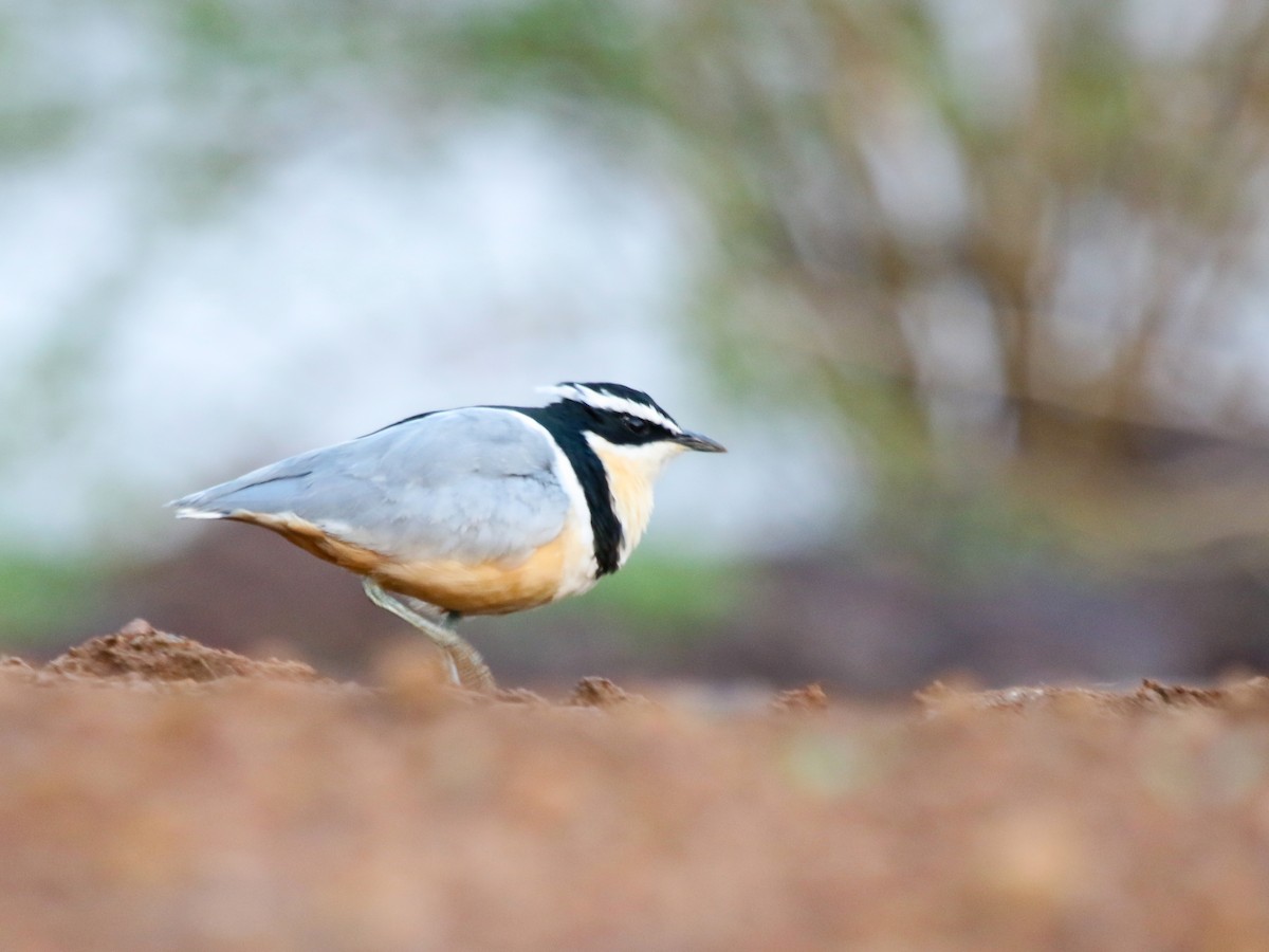 krokodillevokter - ML644577870