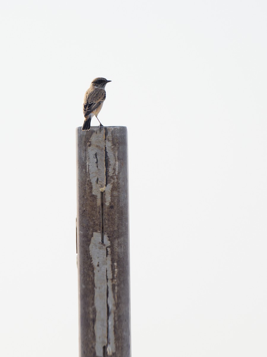 russesvartstrupe - ML644577871