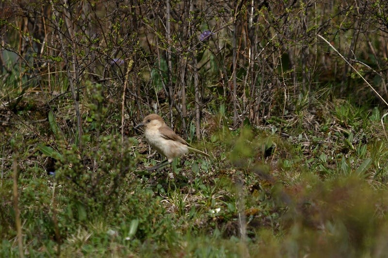 bakkemeis - ML644577872