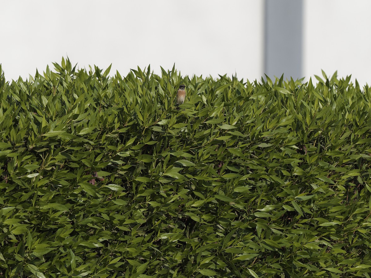 russesvartstrupe - ML644577873