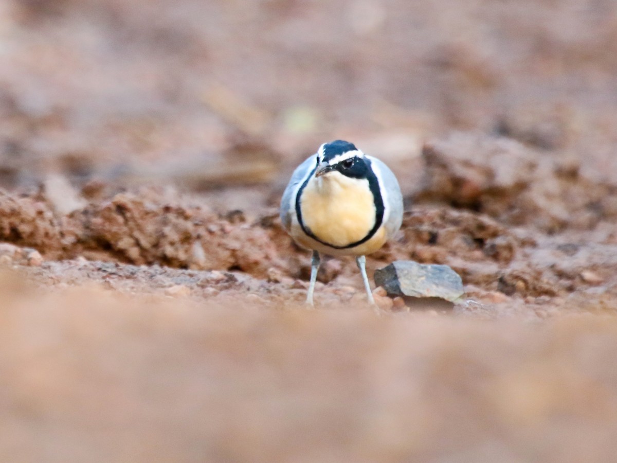 krokodillevokter - ML644577874