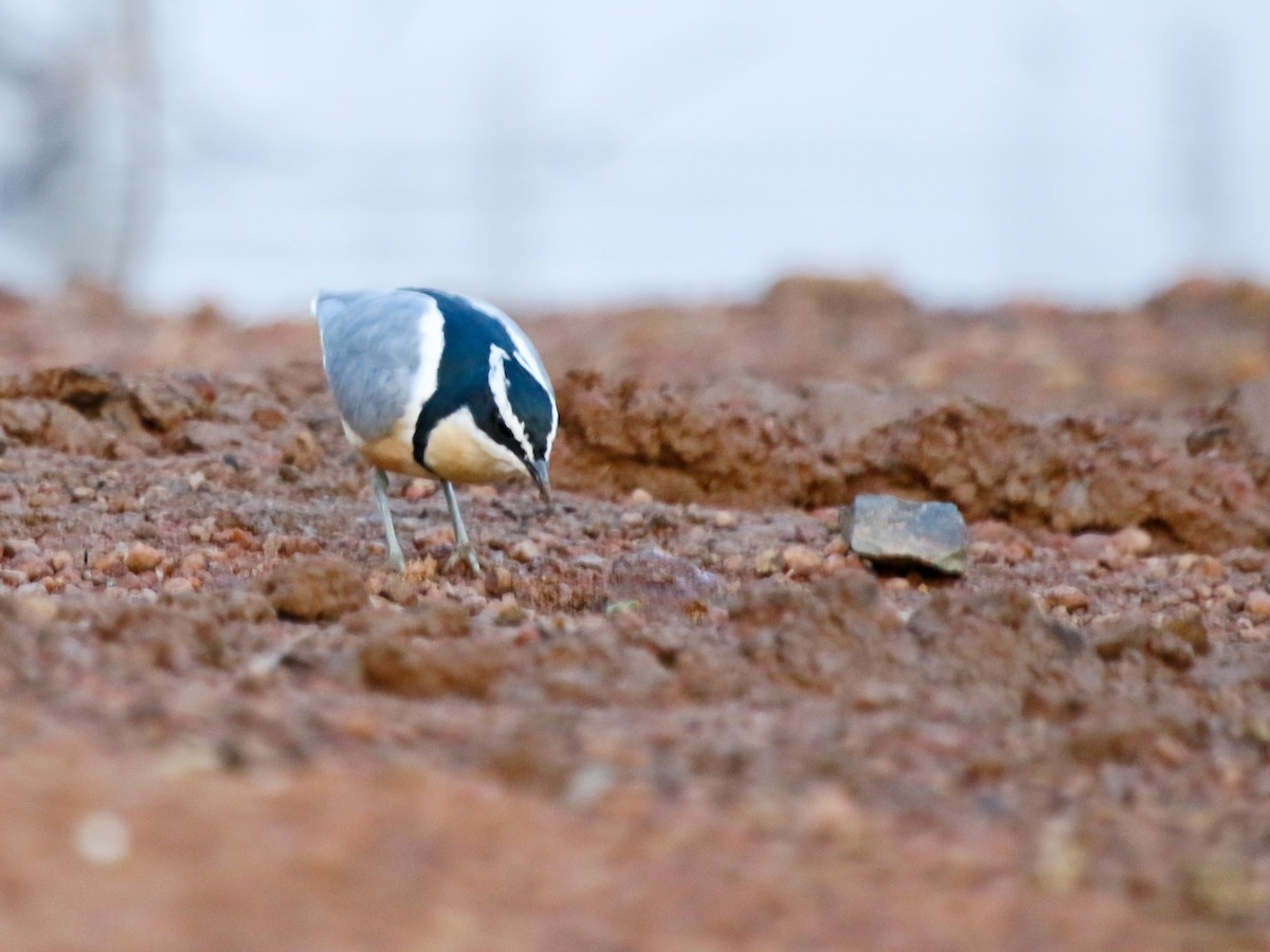 krokodillevokter - ML644577876