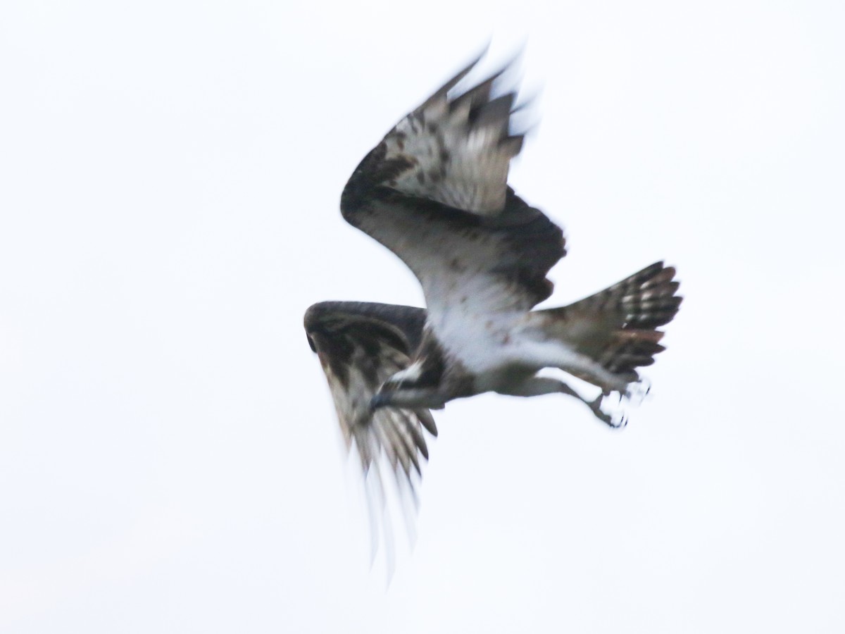 fiskeørn - ML644577878