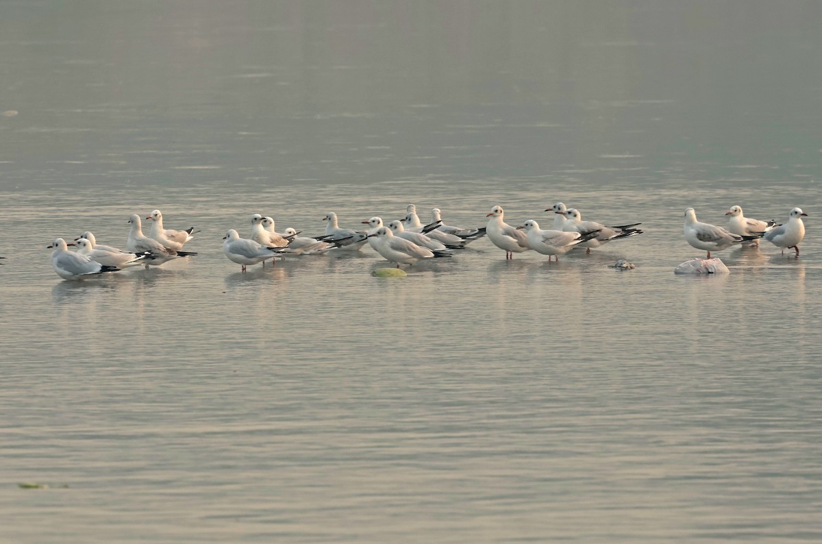 hettemåke - ML644577879