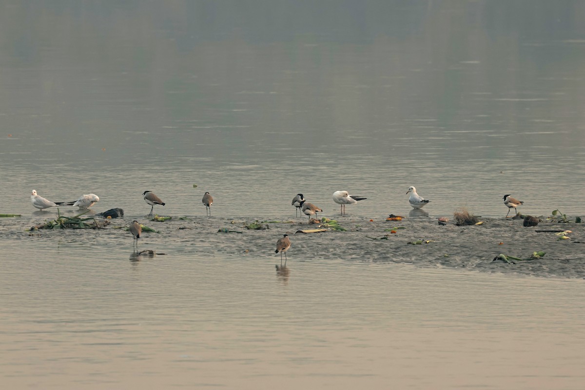 hettemåke - ML644577880