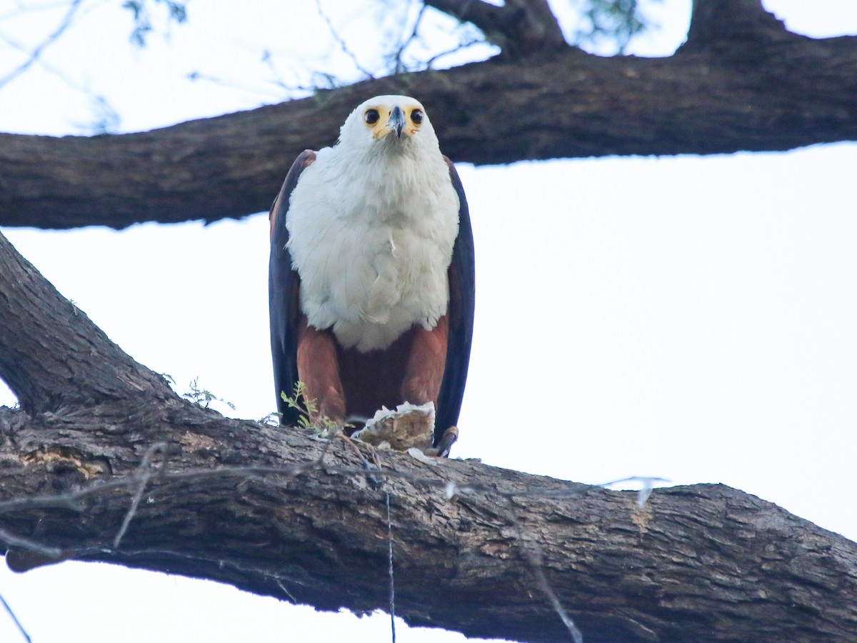 flodørn - ML644577881