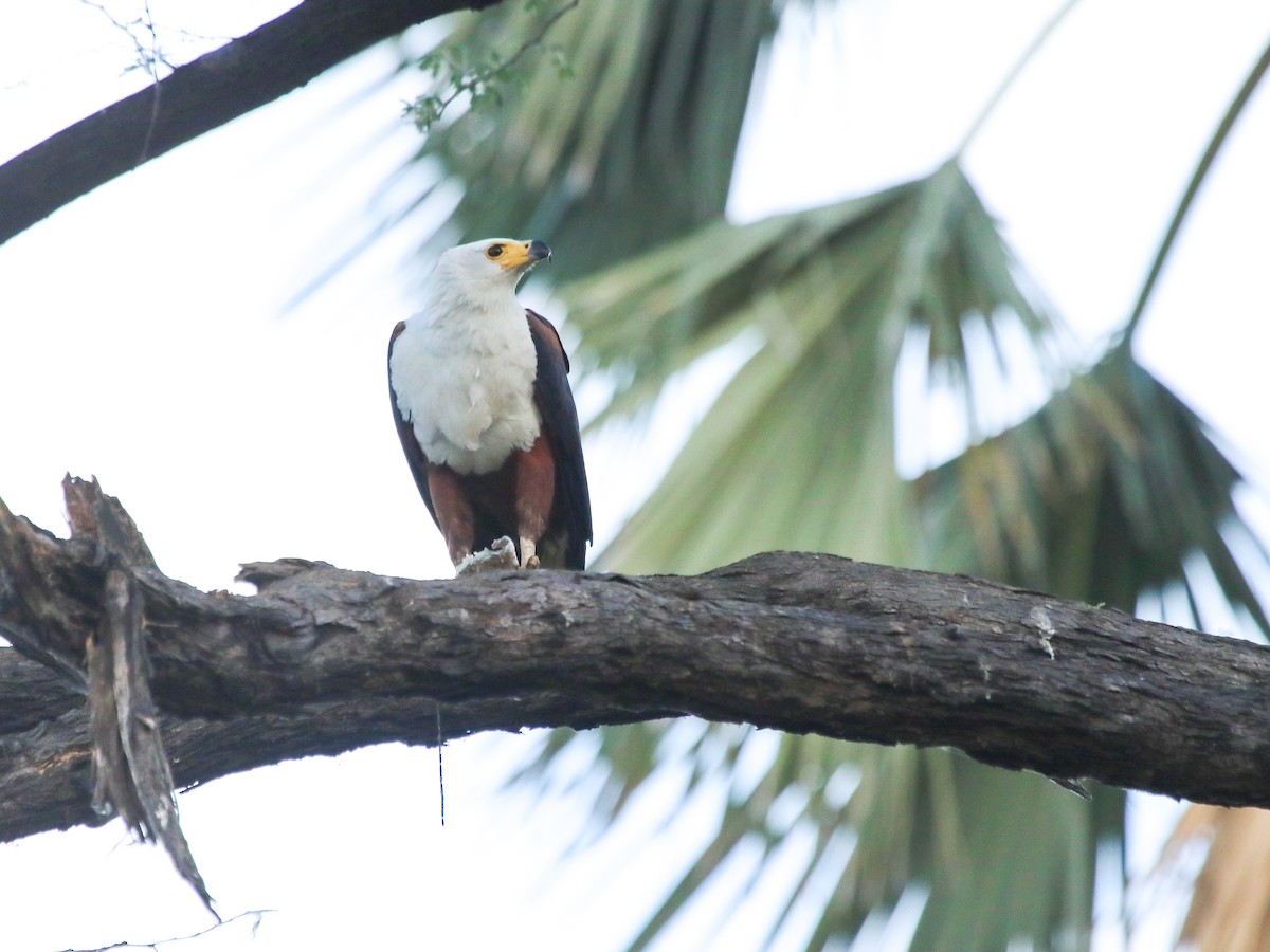 flodørn - ML644577882