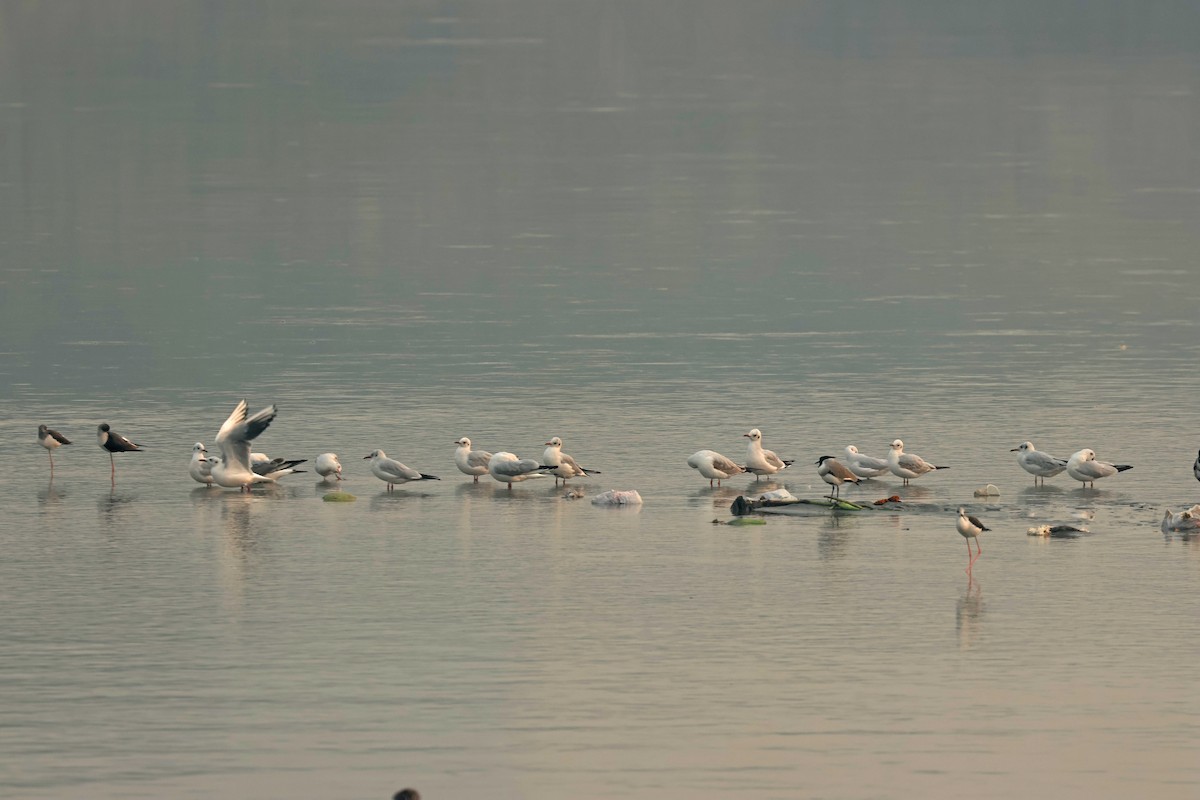 Black-headed Gull - ML644577883