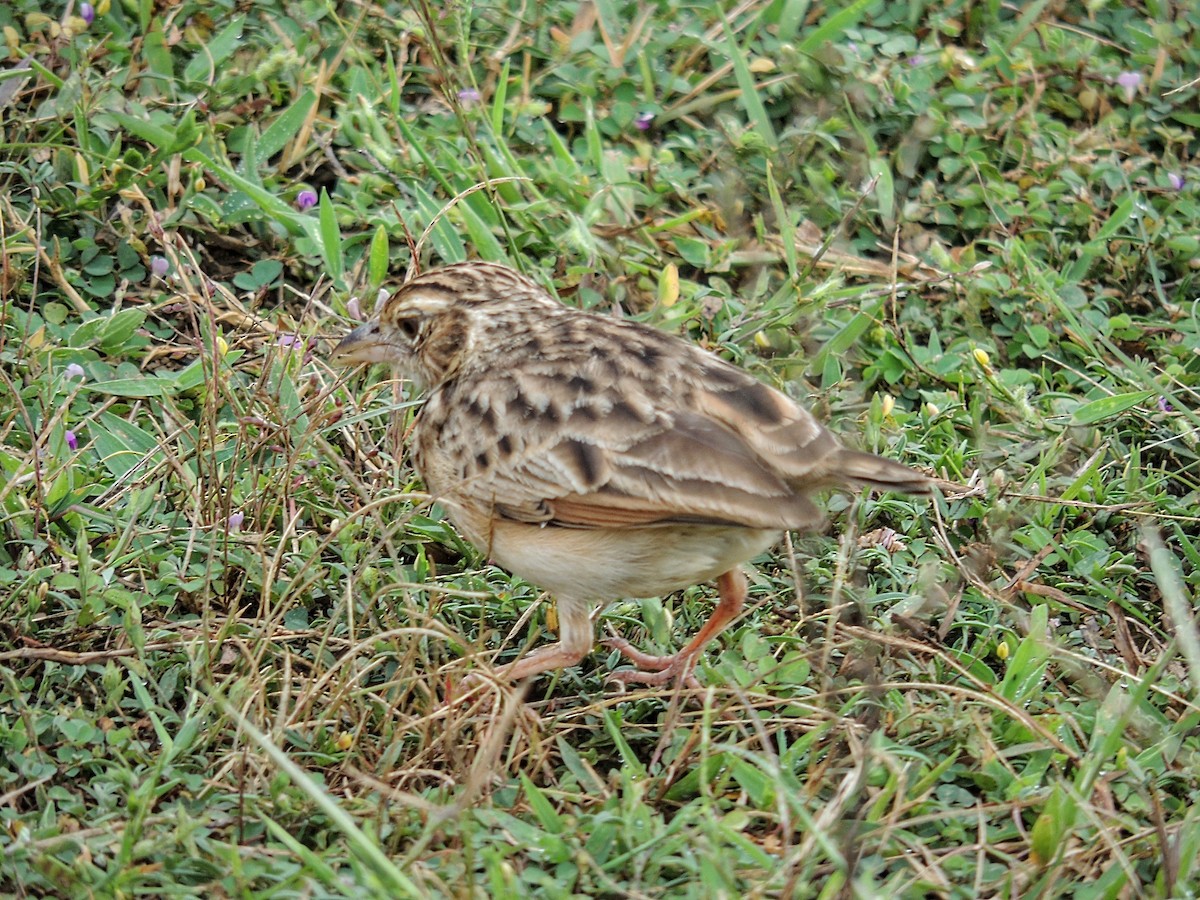 ghatslerke - ML644577884