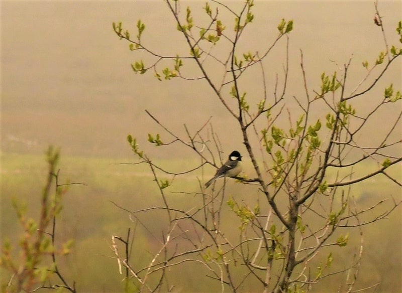 gråkjøttmeis - ML644577885