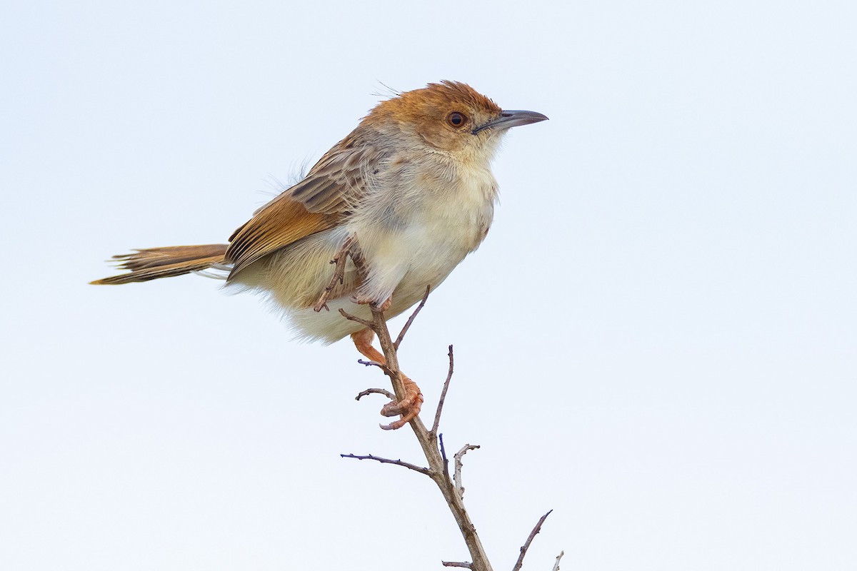 torngressanger - ML644577886