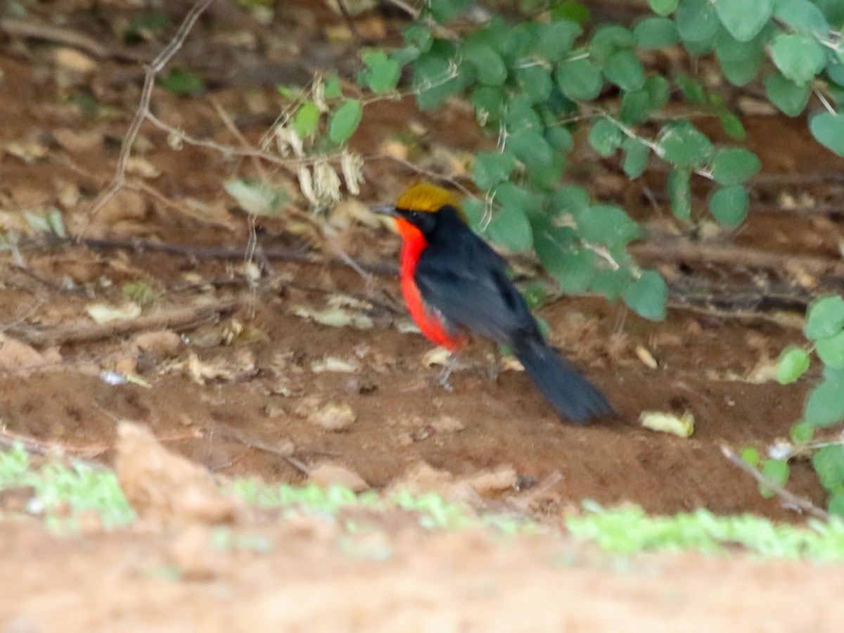 Yellow-crowned Gonolek - ML644577889