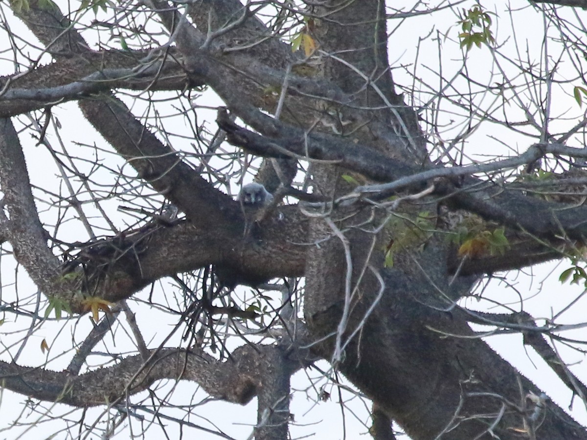 Verreaux's Eagle-Owl - ML644577892