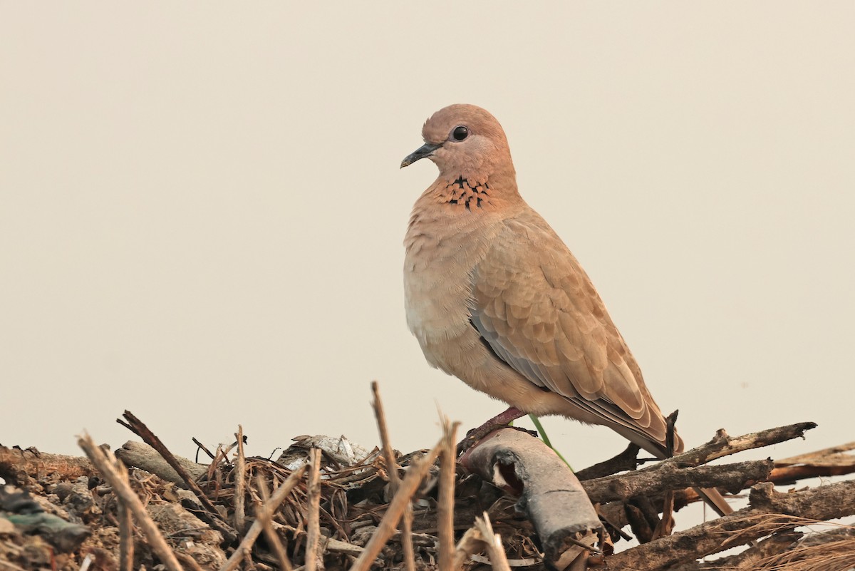 Laughing Dove - ML644577896
