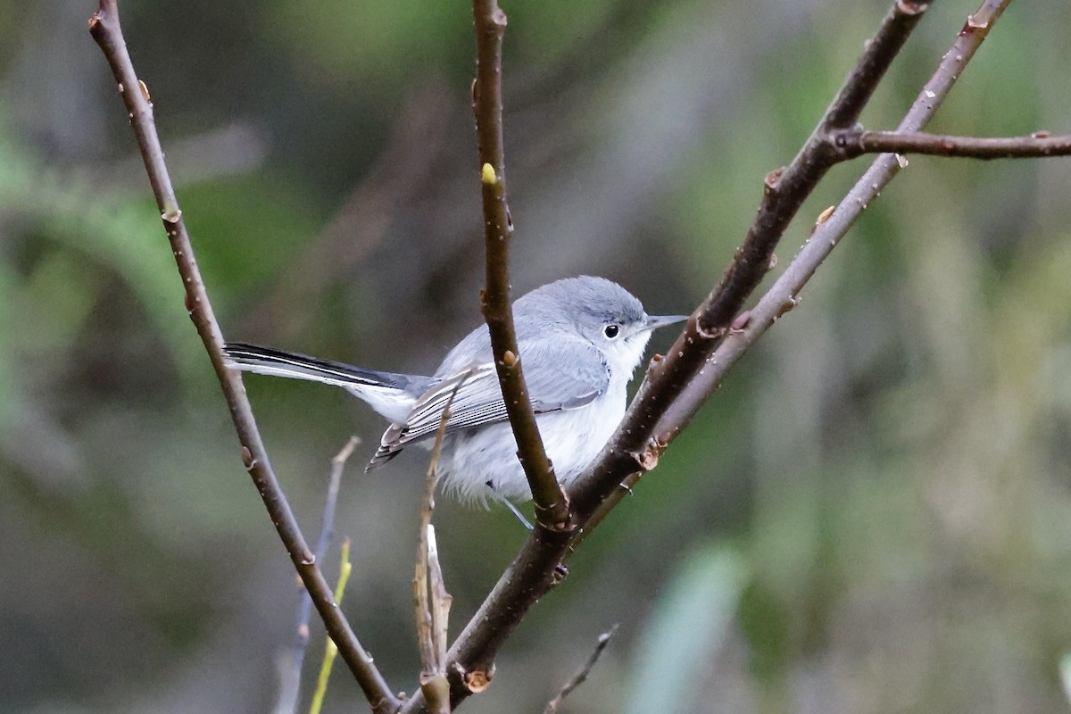 Blue-gray Gnatcatcher - ML644577897