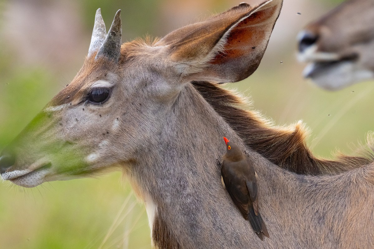 rødnebboksehakker - ML644577898