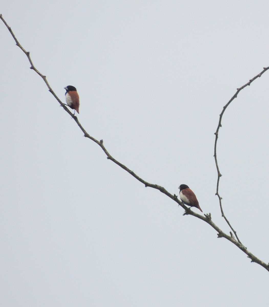 Tricolored Munia - ML644577899