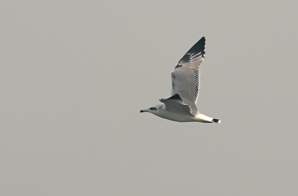 Pallas's Gull - ML644577903