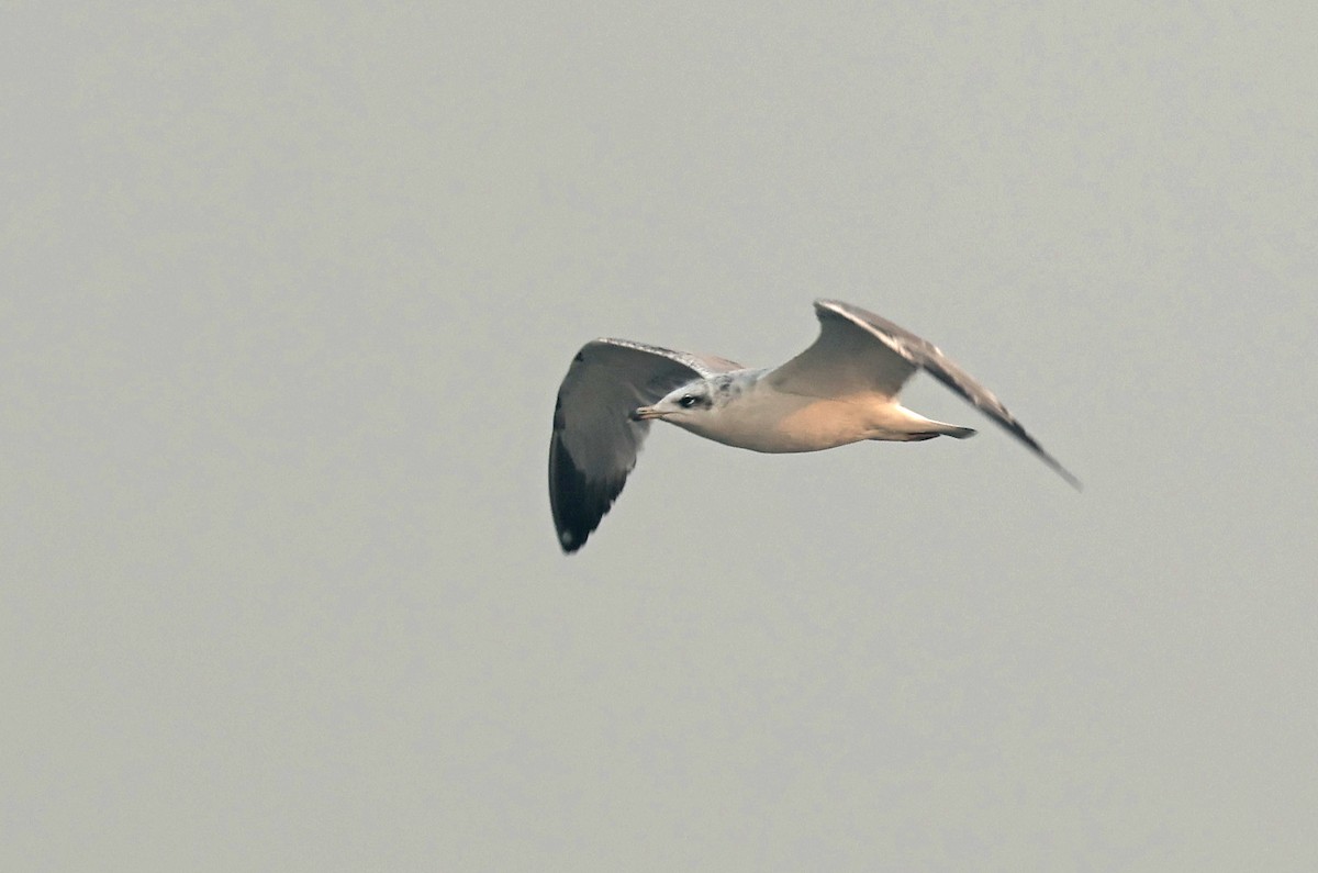 Pallas's Gull - ML644577904