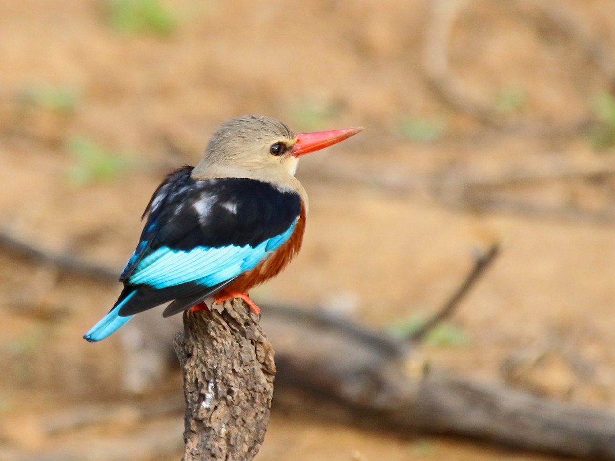 Martin-chasseur à tête grise - ML644577905