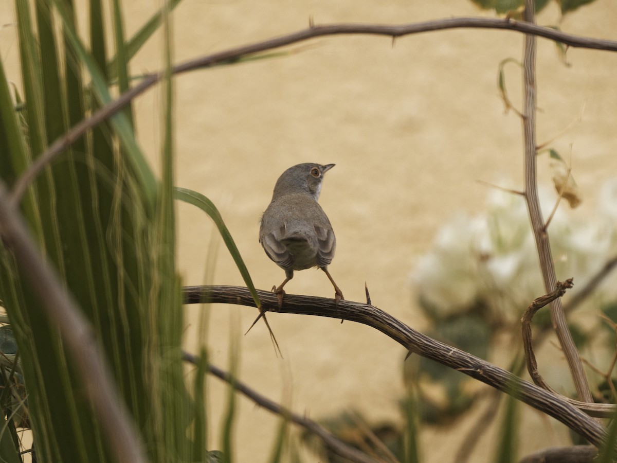 Ménétries txinboa - ML644577907
