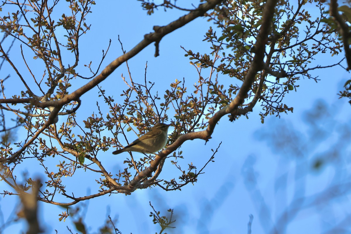 コムシクイ - ML644577912