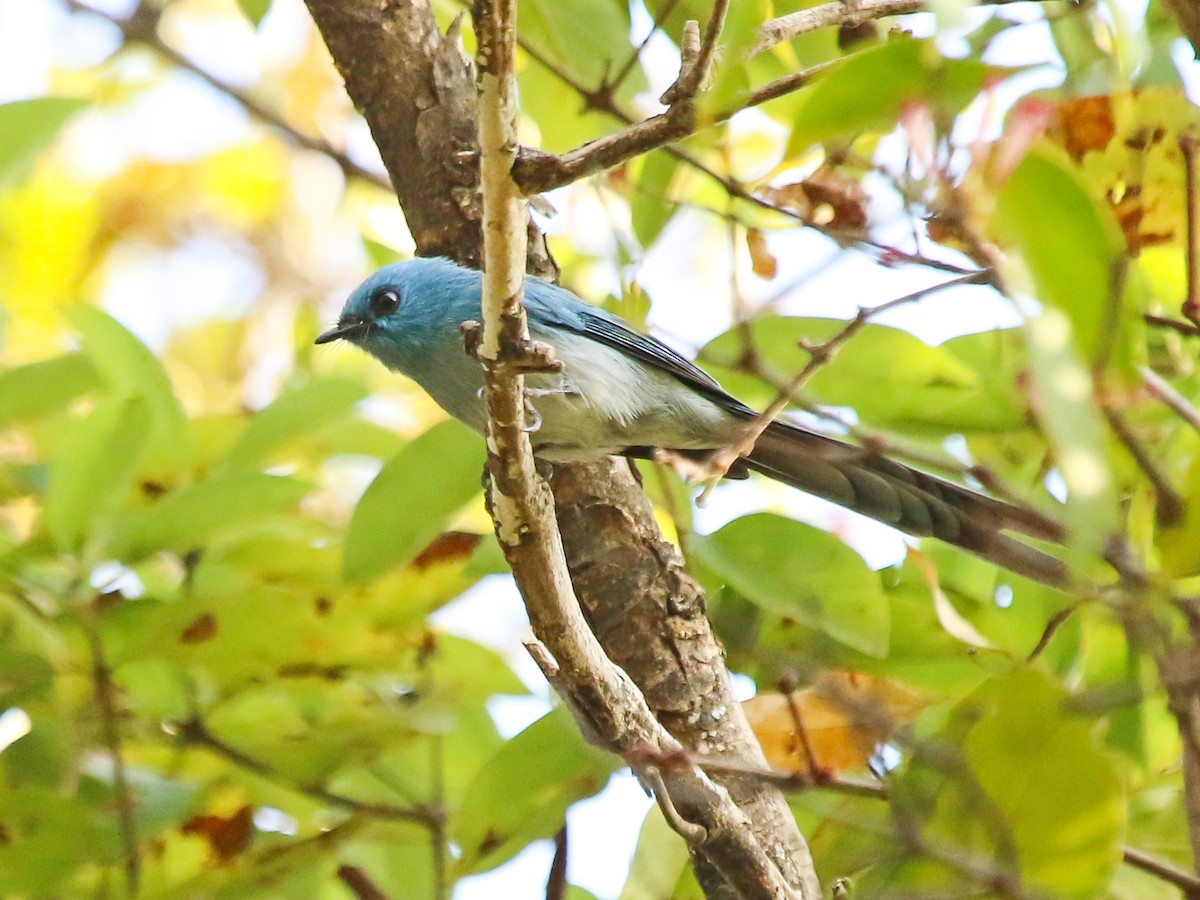 Ельмінія блакитна - ML644577916