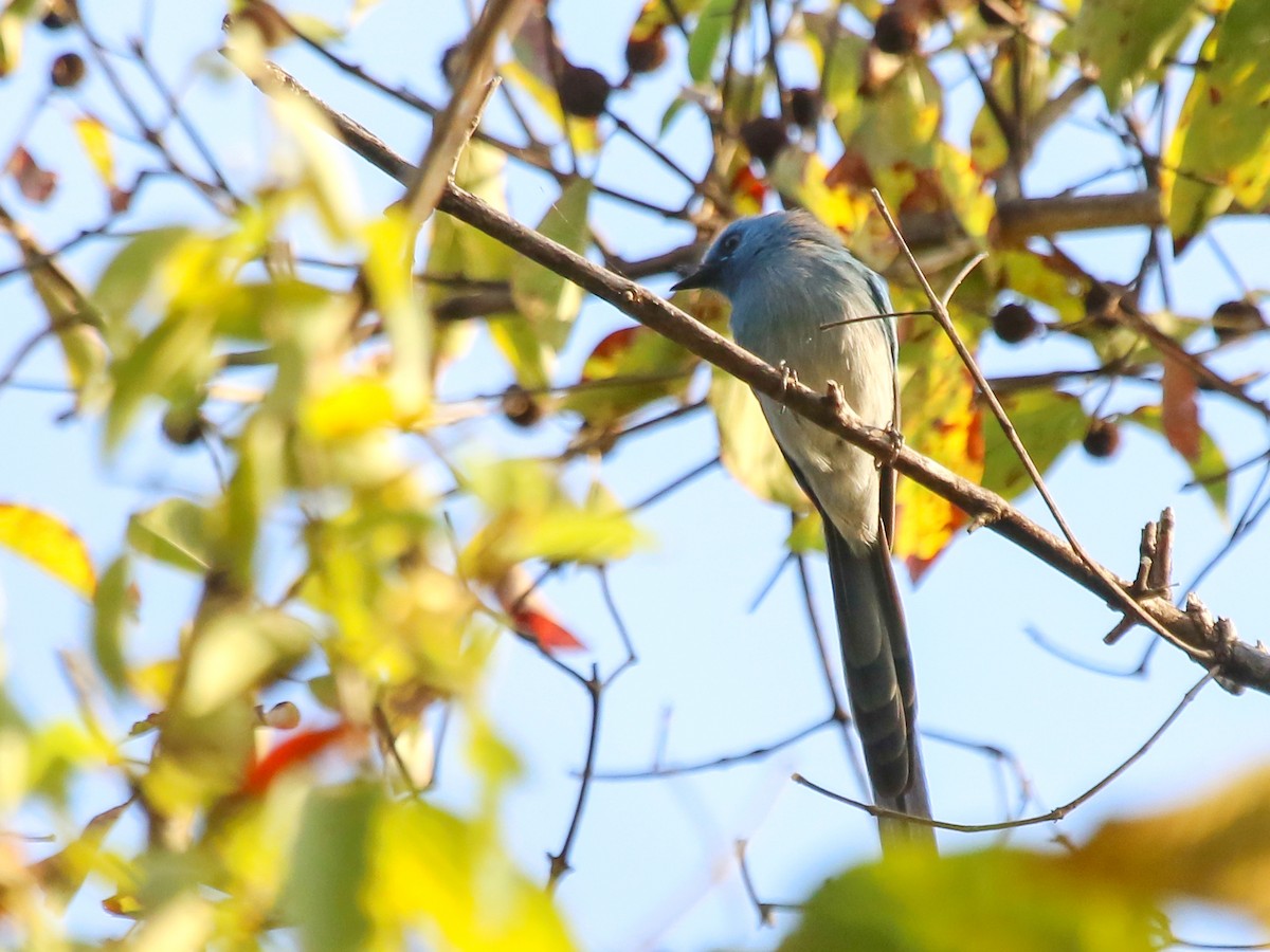 Ельмінія блакитна - ML644577917