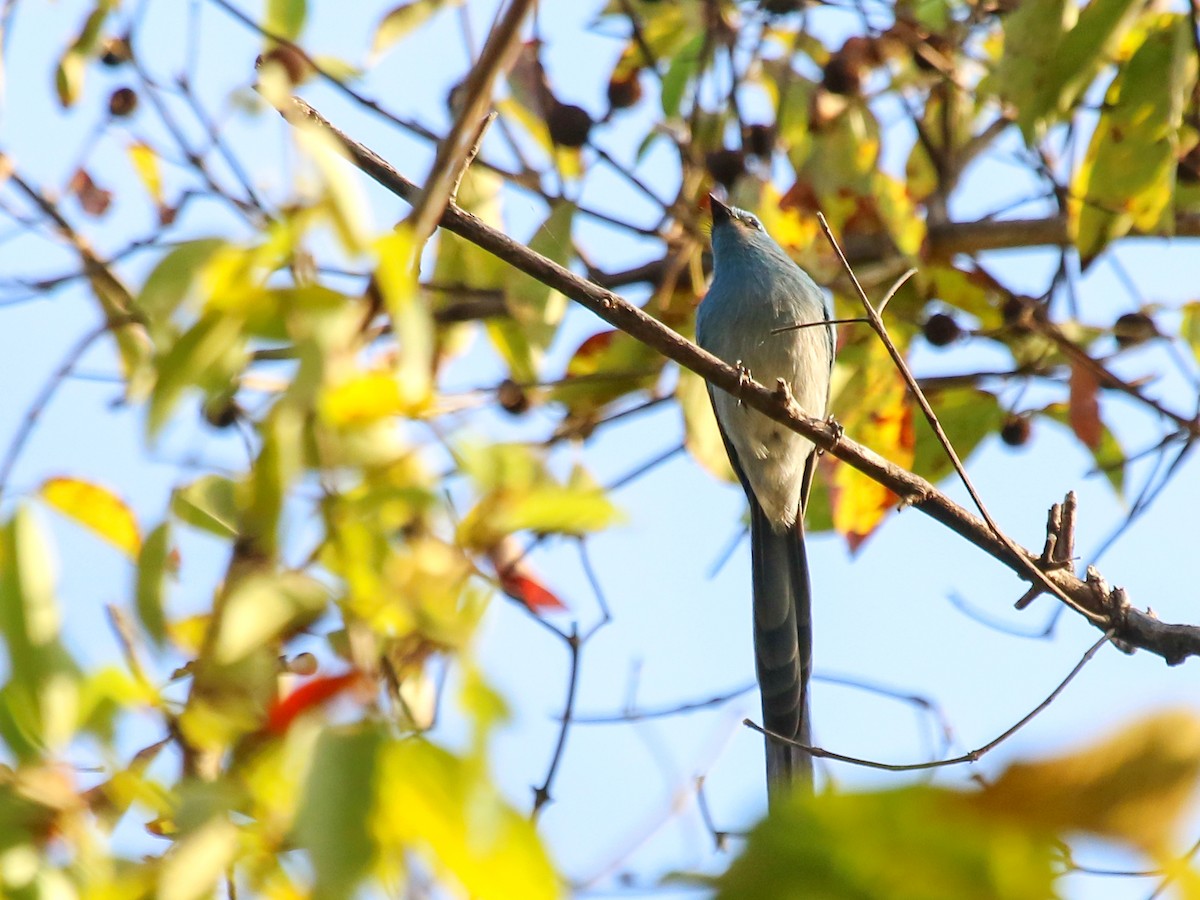 Ельмінія блакитна - ML644577918