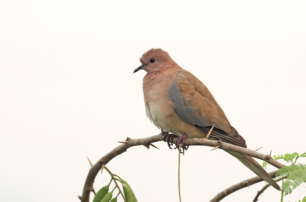 Laughing Dove - ML644577922
