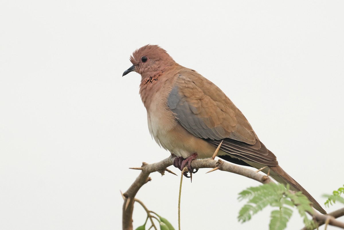 Laughing Dove - ML644577923