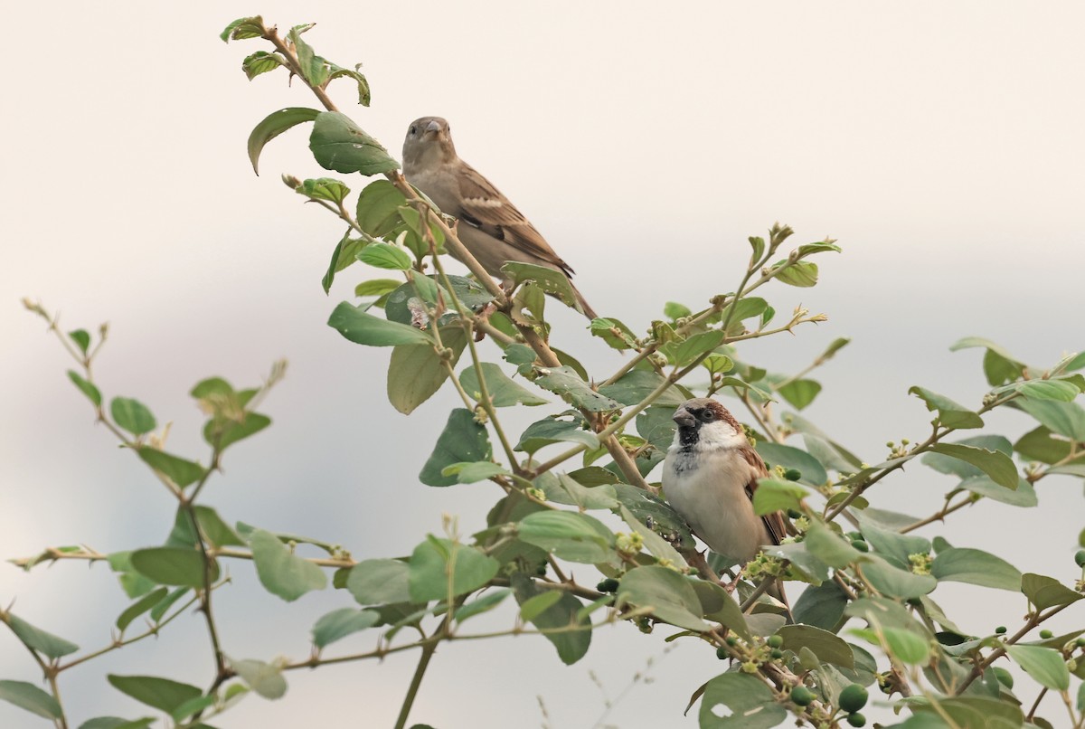 House Sparrow - ML644577924