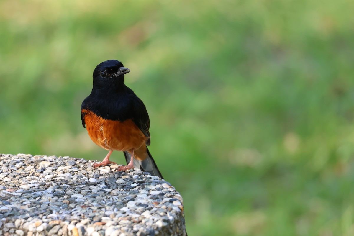 White-rumped Shama - ML644577926