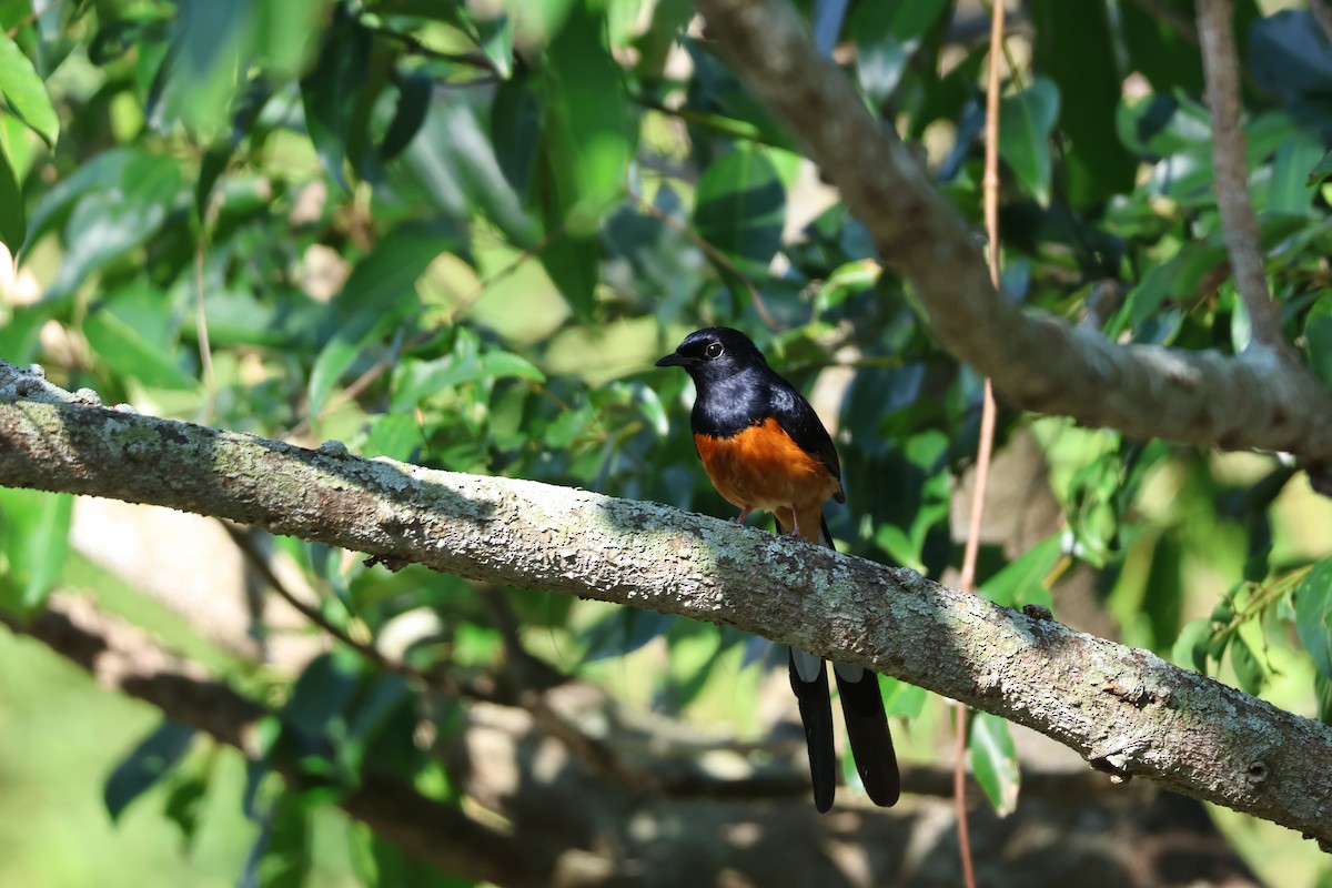 White-rumped Shama - ML644577927