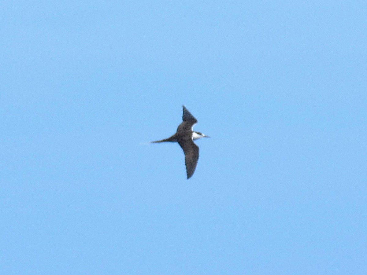 Txenada iluna - ML644577931