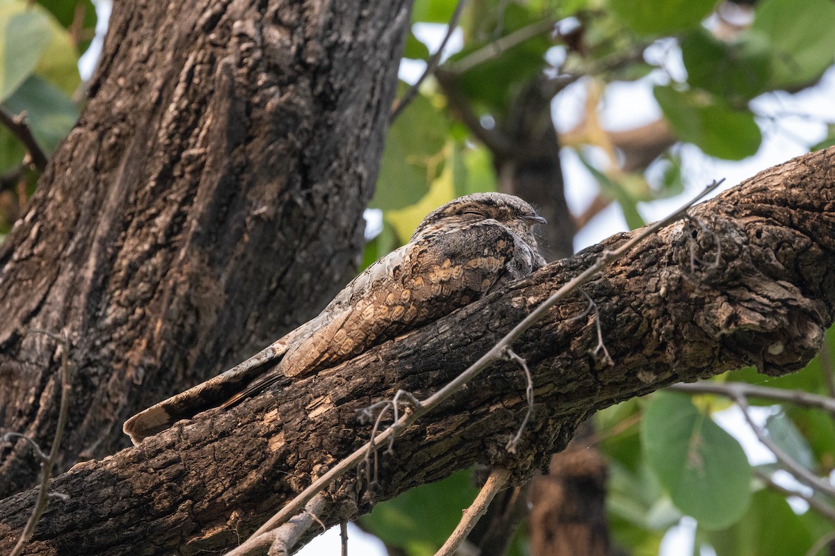 Indian Nightjar - ML644577932