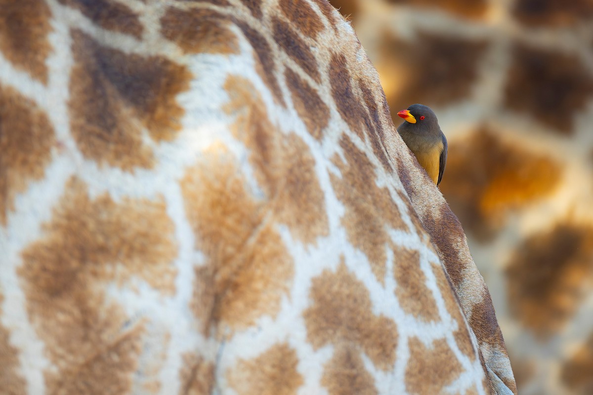 Yellow-billed Oxpecker - ML644577933