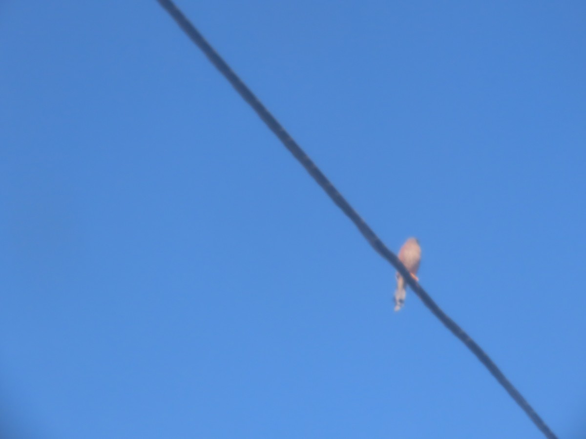 Cernícalo Vulgar - ML644577940