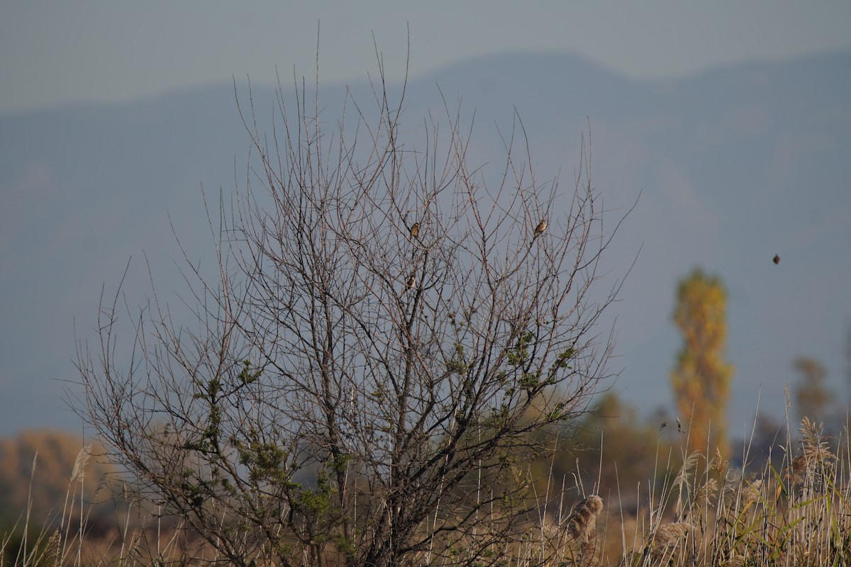 Ağaç Serçesi - ML644577941