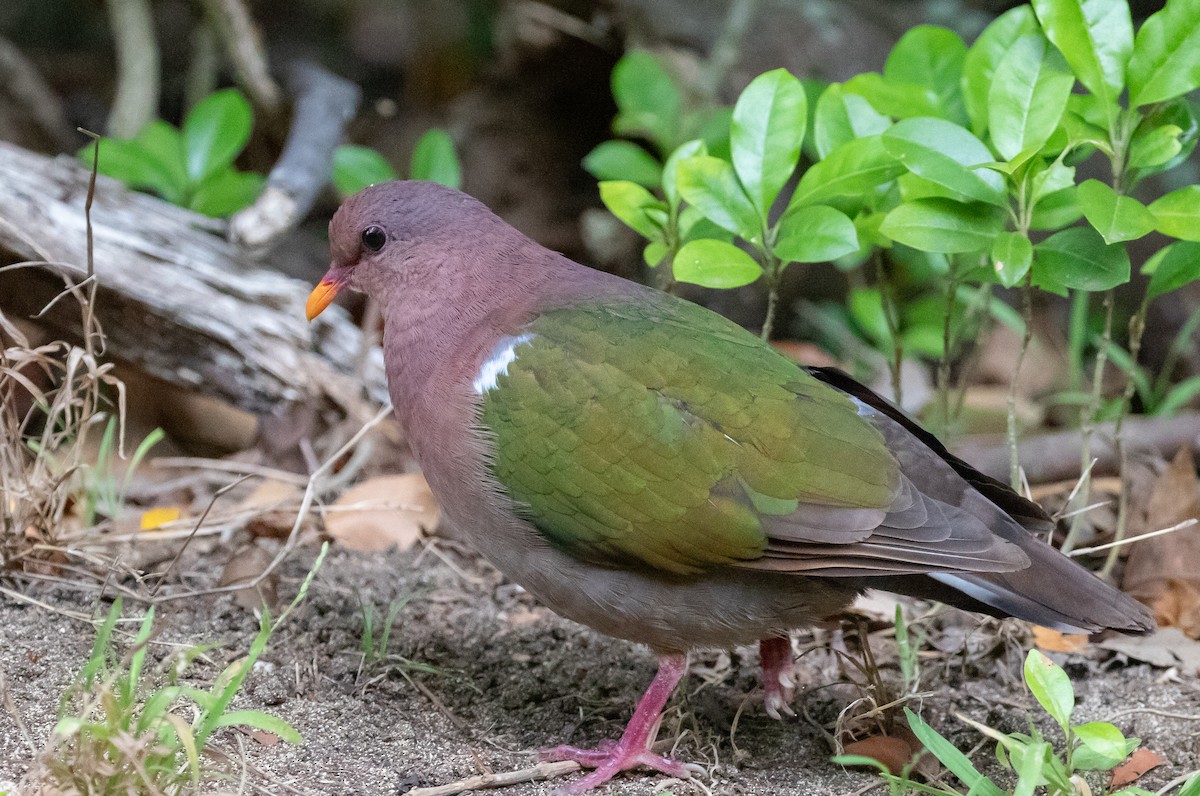 Pacific Emerald Dove - ML644577942