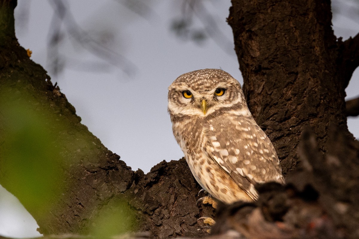 Spotted Owlet - ML644577943