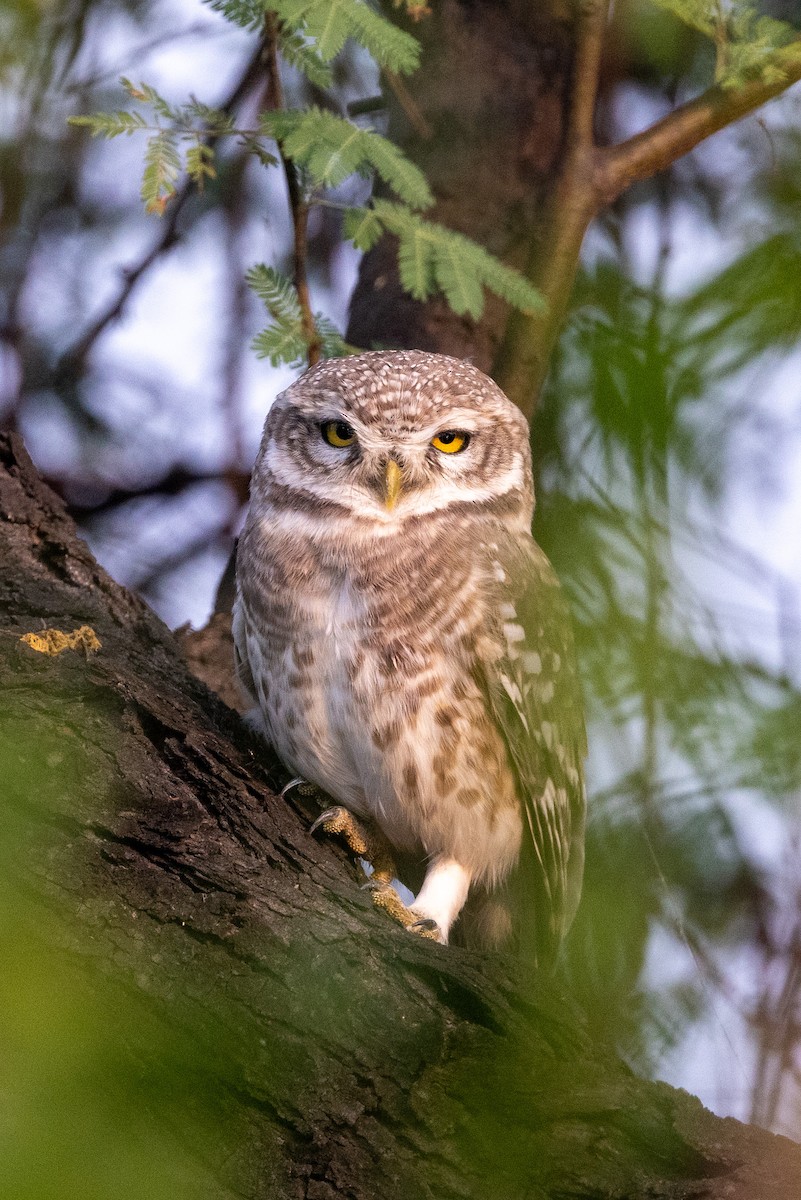 Spotted Owlet - ML644577945