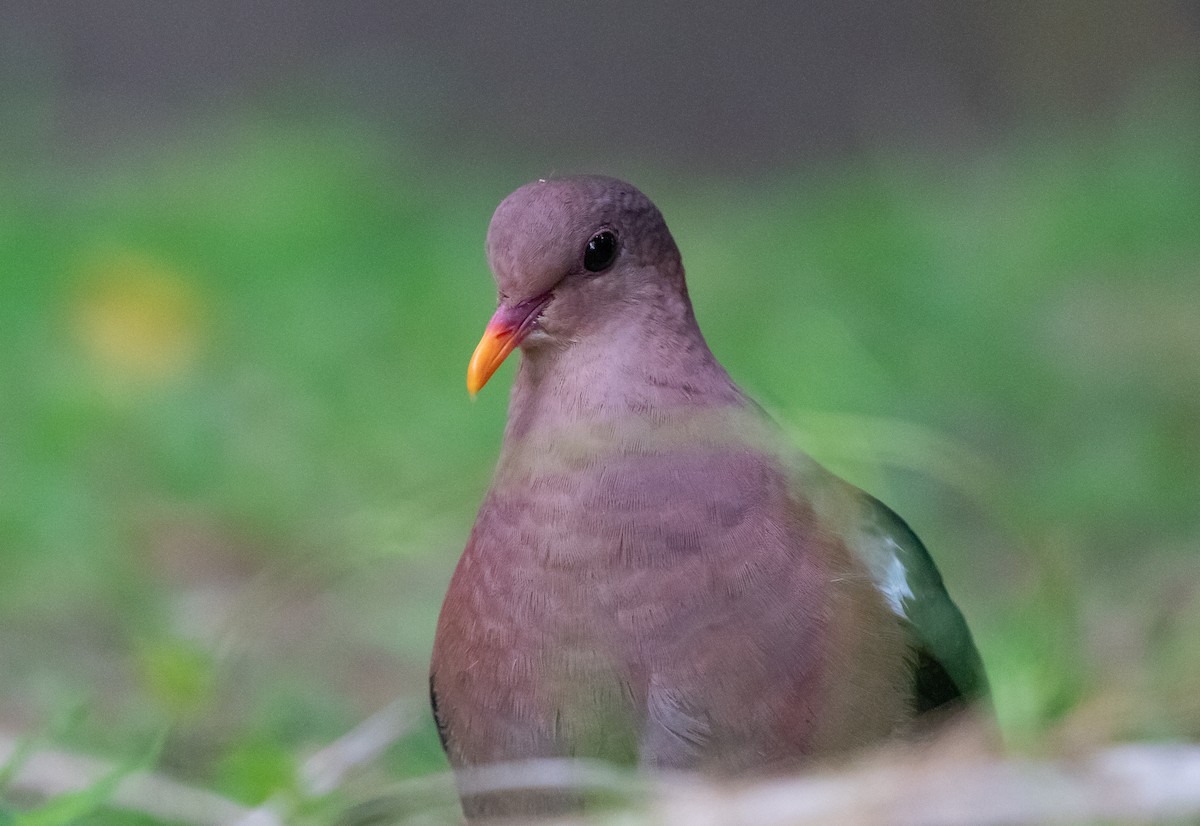 Pacific Emerald Dove - ML644577946